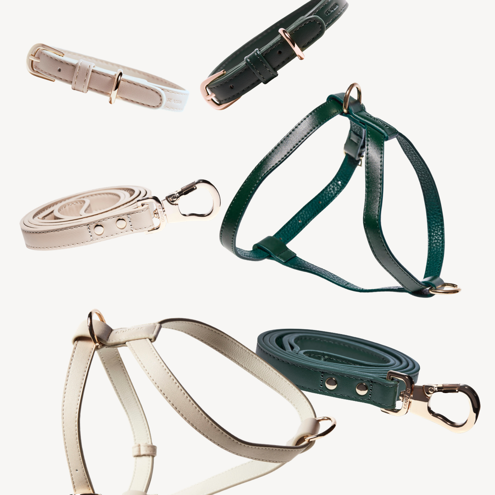 dog matching walking set collection