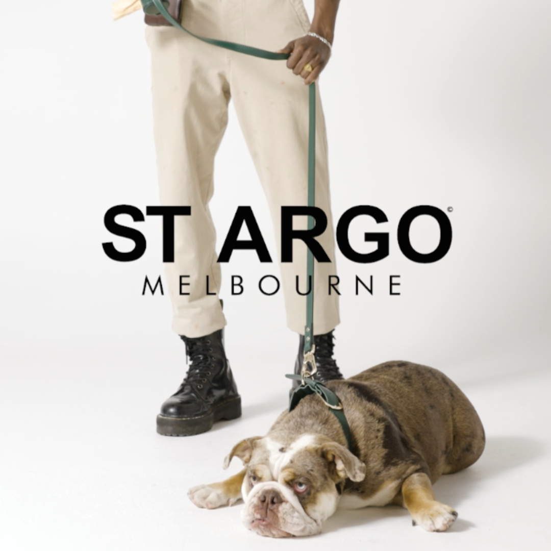 A person in beige trousers and black boots stands holding a green leash attached to a brown and white bulldog lying on a white studio floor. Large text across the center reads 'ST ARGO MELBOURNE'.