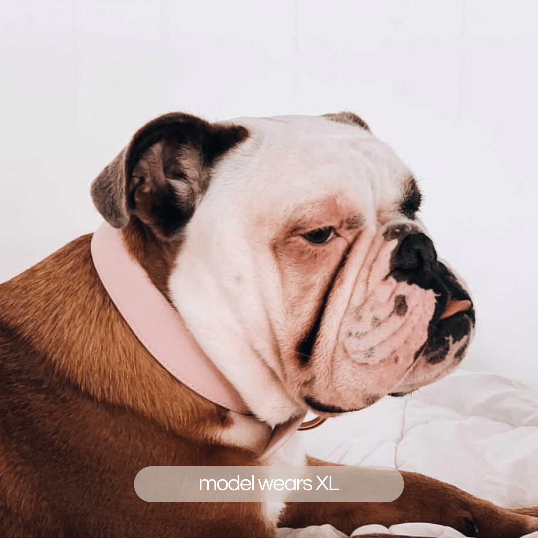 Bulldog in the XL Pale Pink Collar