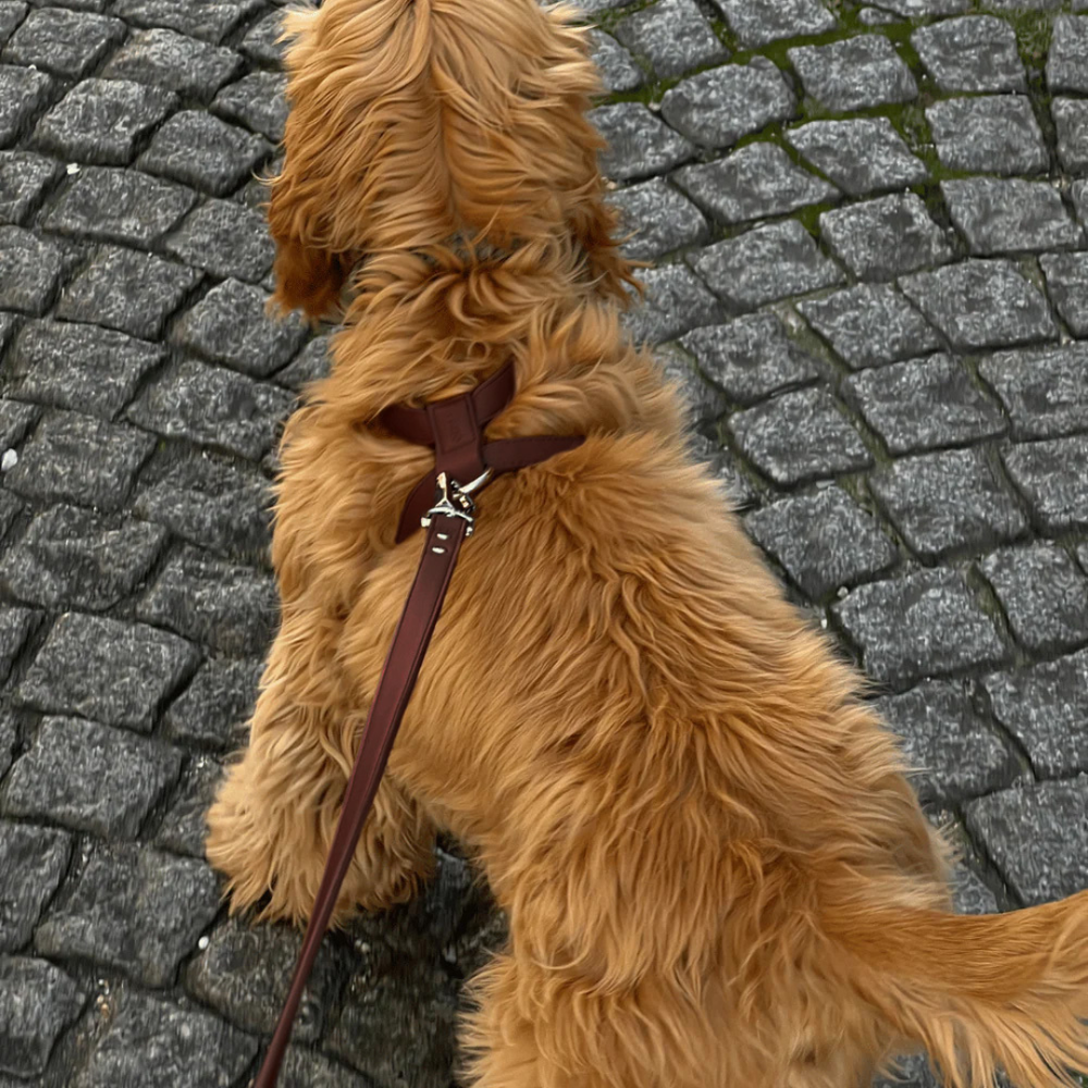 Dog collar, leash, and pouch set on a white background