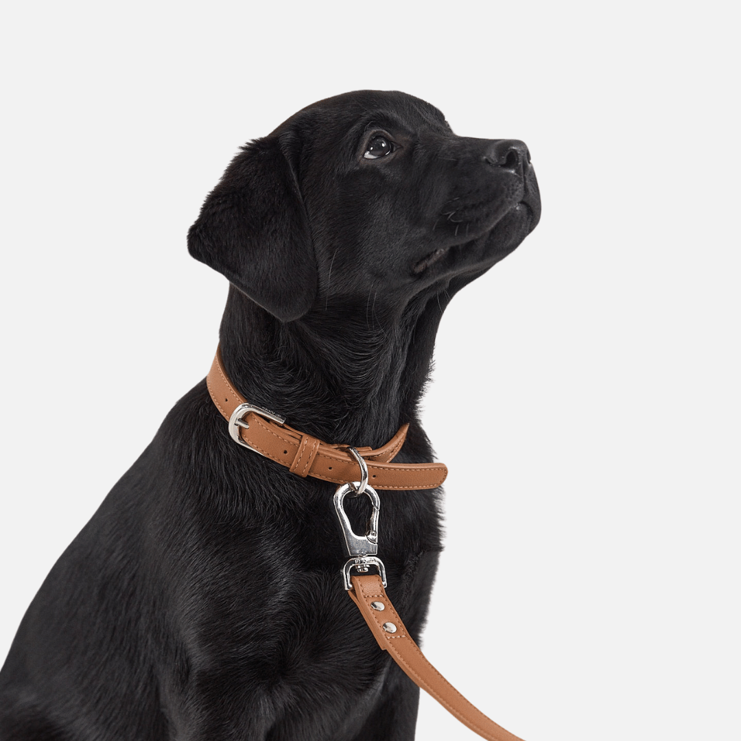 ST ARGO Brown Dog Collar