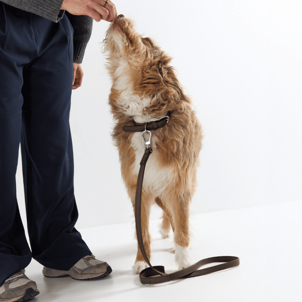 Cocoa Brown Leather Dog Collar