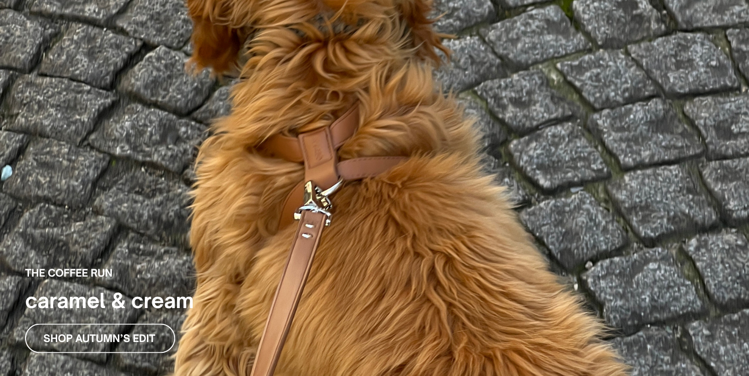 Brown dog with a leather harness on a cobblestone street