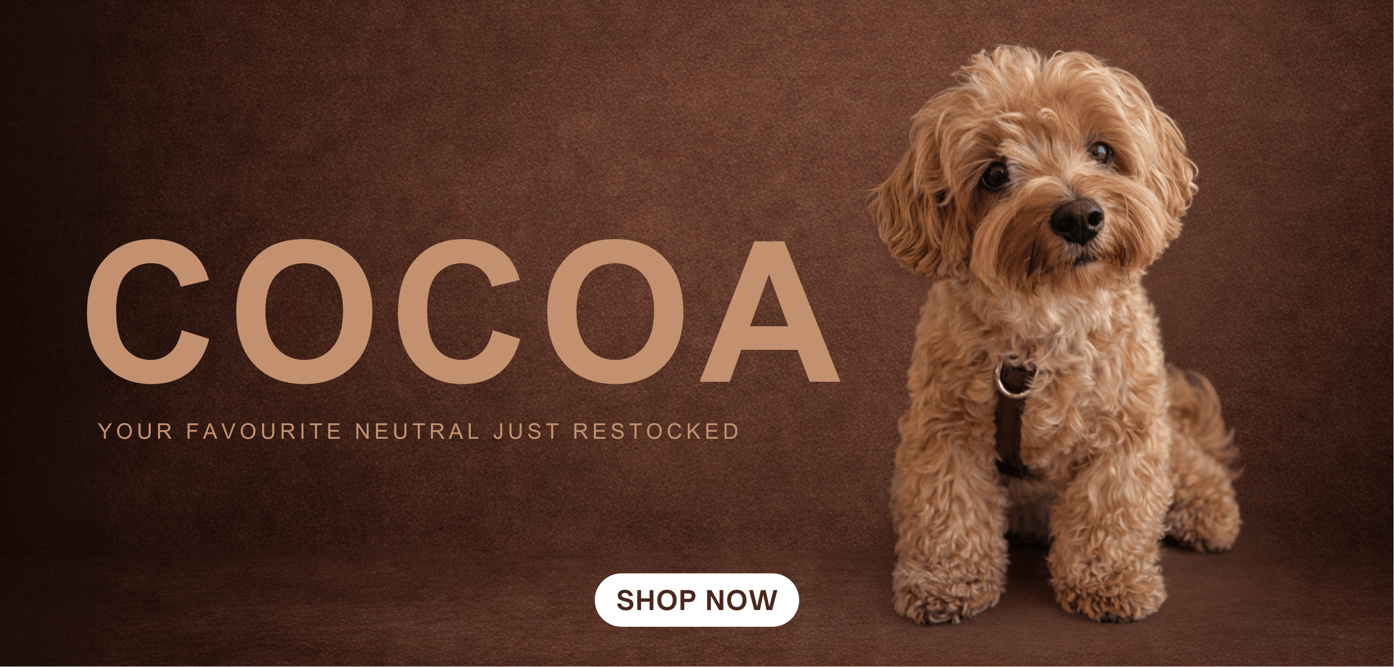 ST ARGO COCOA PRODUCTS Restocked