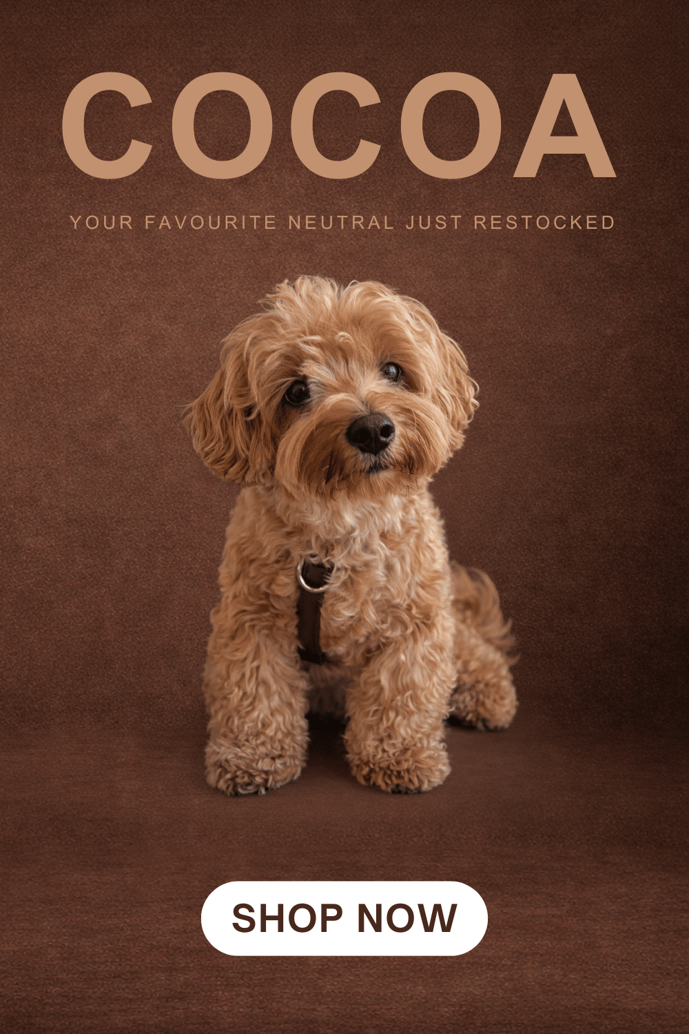 ST ARGO COCOA PRODUCTS Restocked Mobie Banner