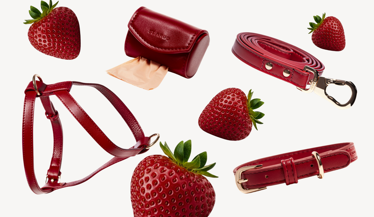 Dog Accessories in Ruby Red