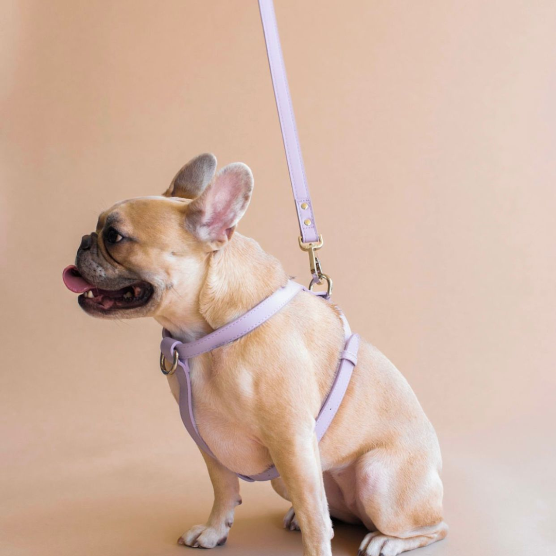 Lilac Dog Harness and Dog Lead ST ARGO
