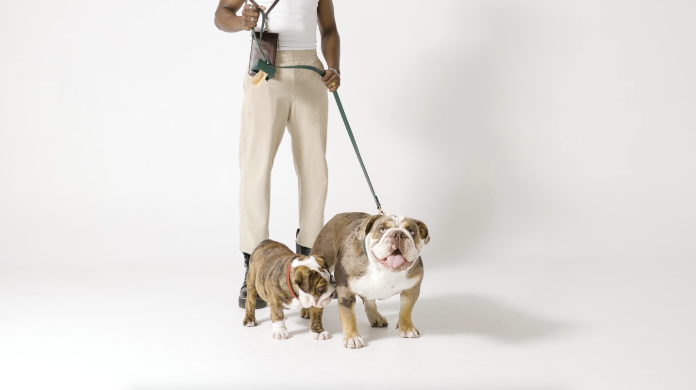 Man with 2 Bulldogs with Bottle Green Lead