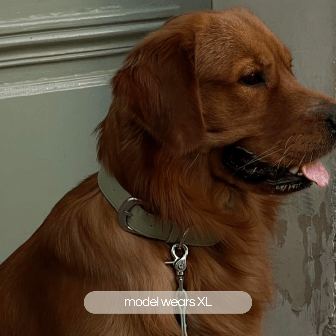 golden retriever wears the XL sage dog collar