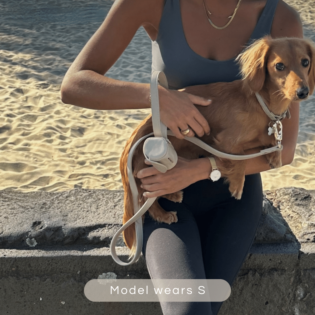 dachshund wears the small taupe collar walk set