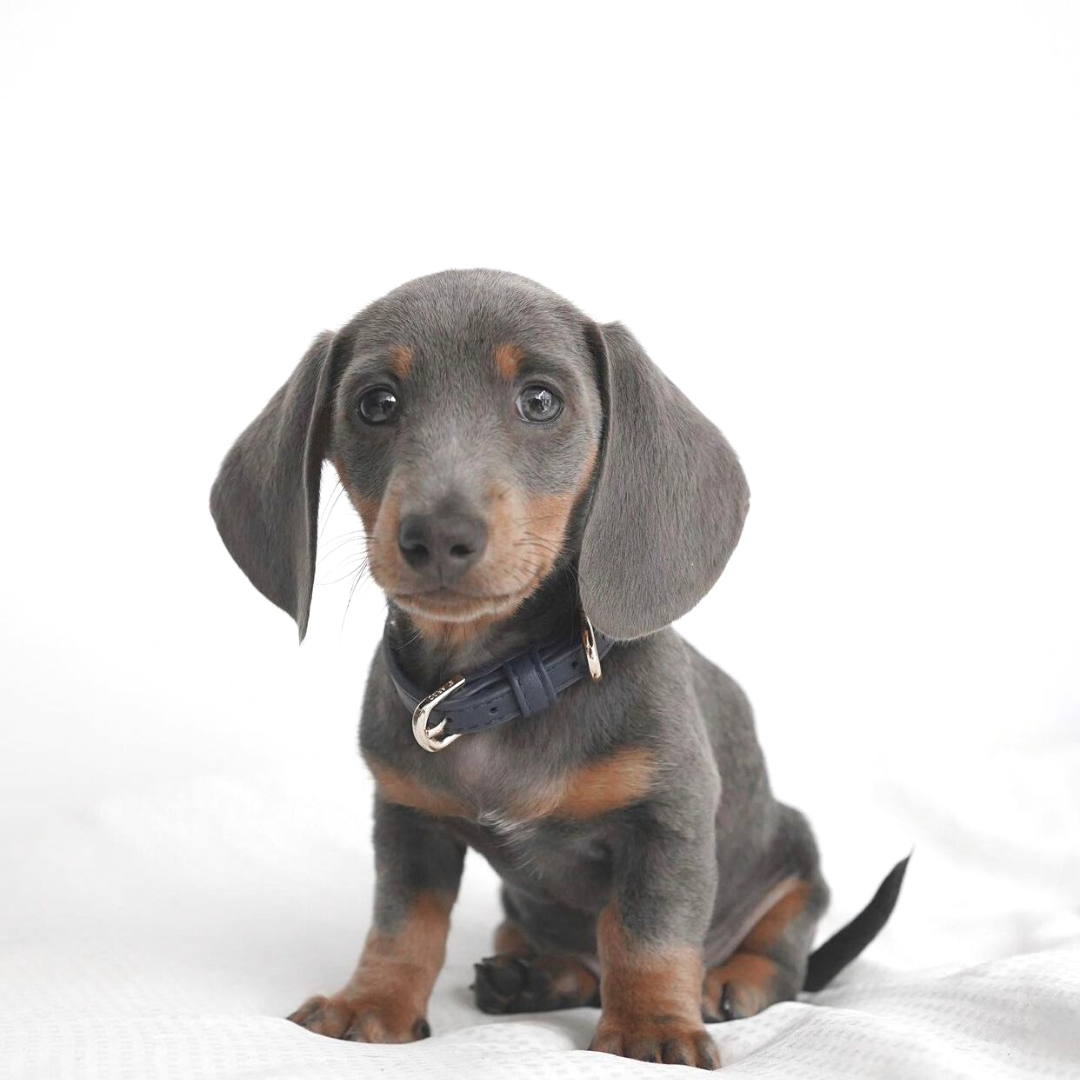 Navy Dog Collar ST ARGO
