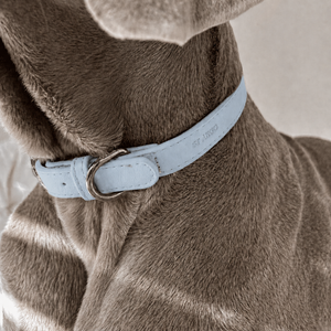Powder Blue Dog Collar