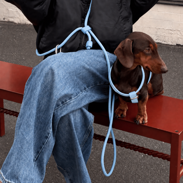 Powder Blue Dog Harness