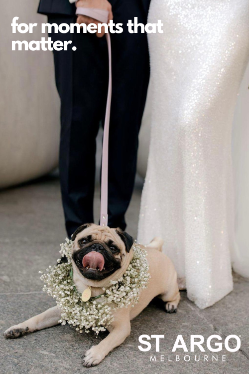Pug Dog Wedding Outfit ST ARGO