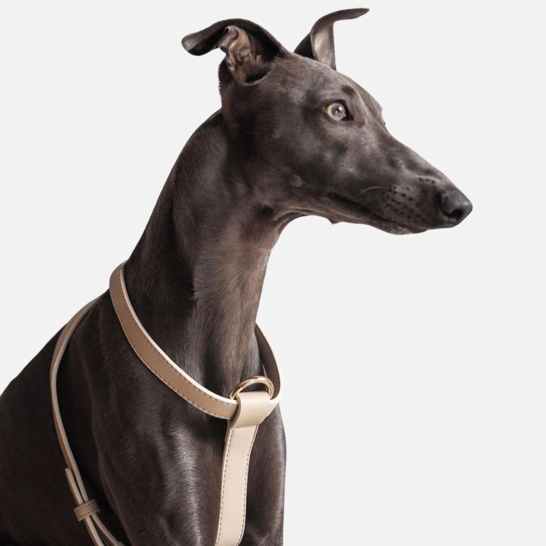 Taupe Dog Harness