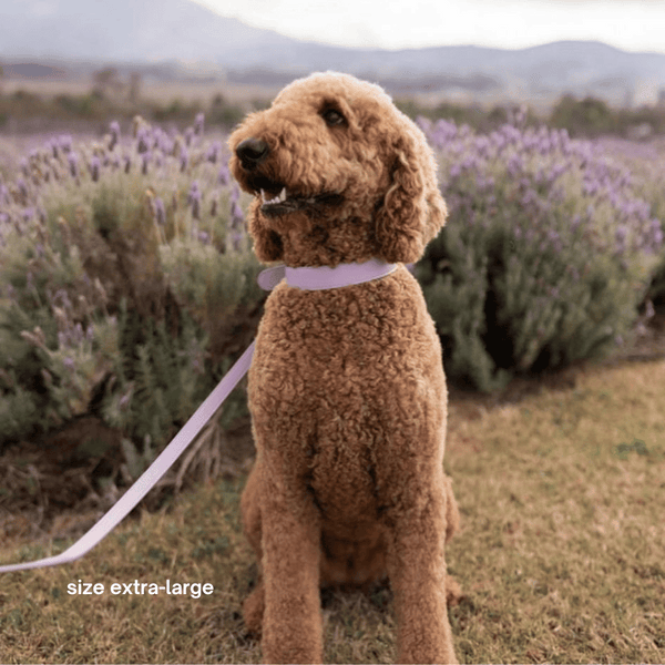 Groodle in the size XL lilac collar