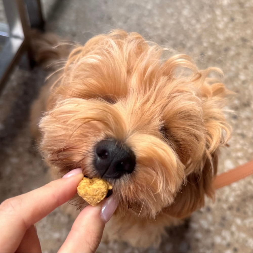 Dog Training Treats Carrot Cake