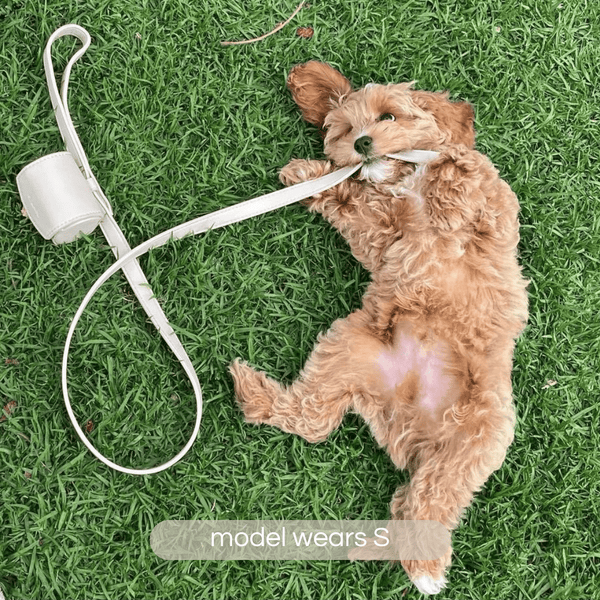 cavoodle puppy in the taupe collar set