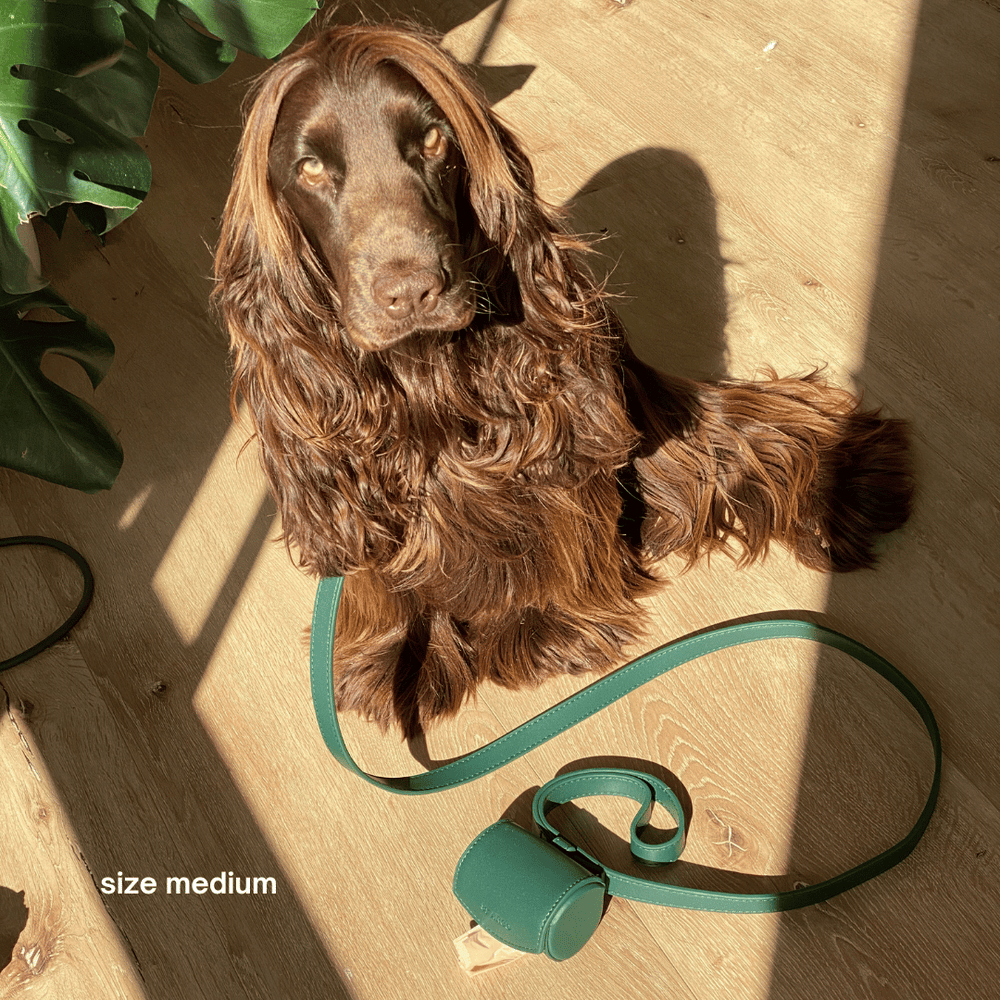 ST ARGO vegan leather bottle dark green dog collar walk set with dog leash lead and poop bag dispenser.