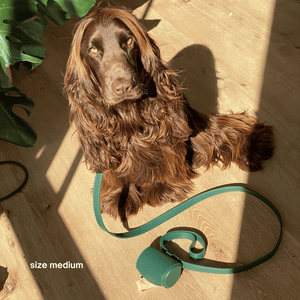 the bottle green collar walk set on a cocker spaniel size M