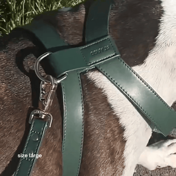 the large harness on a mastiff up close