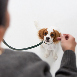 dog lead in bottle green on Cavalier