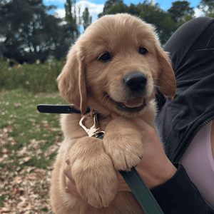 golden retriever puppy in the bottle green leash