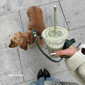 the medium bottle green harness on a cocker spaniel