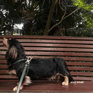 a mini doxie in the small bottle green harness