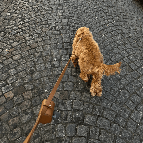 brown poop bag dispenser