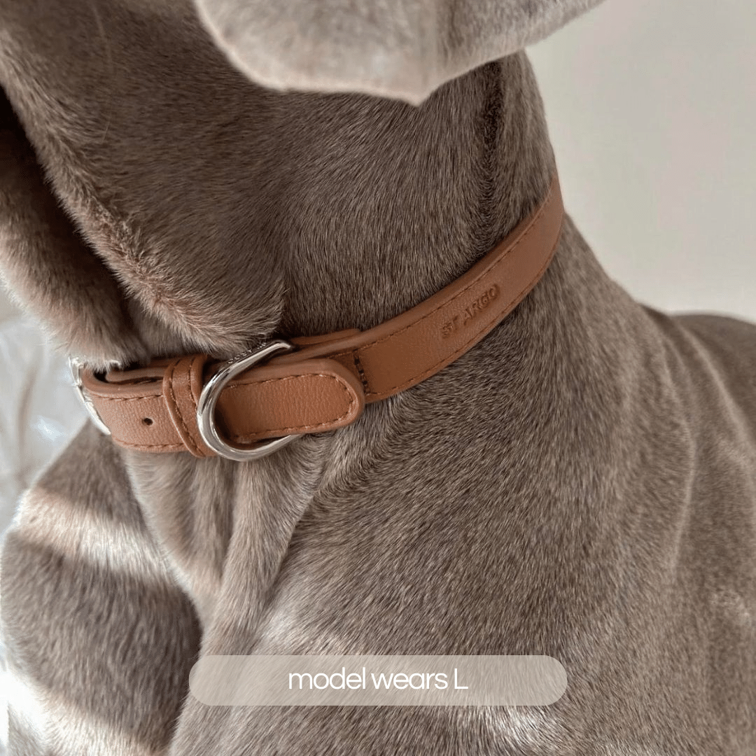 weimaraner dog wears the brown collar in size large