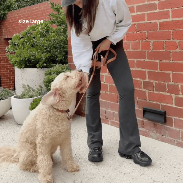 A labradoodle in the large brown collar walk set