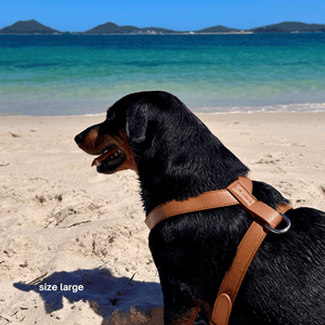 dog on the beach in the brown vegan leather harness