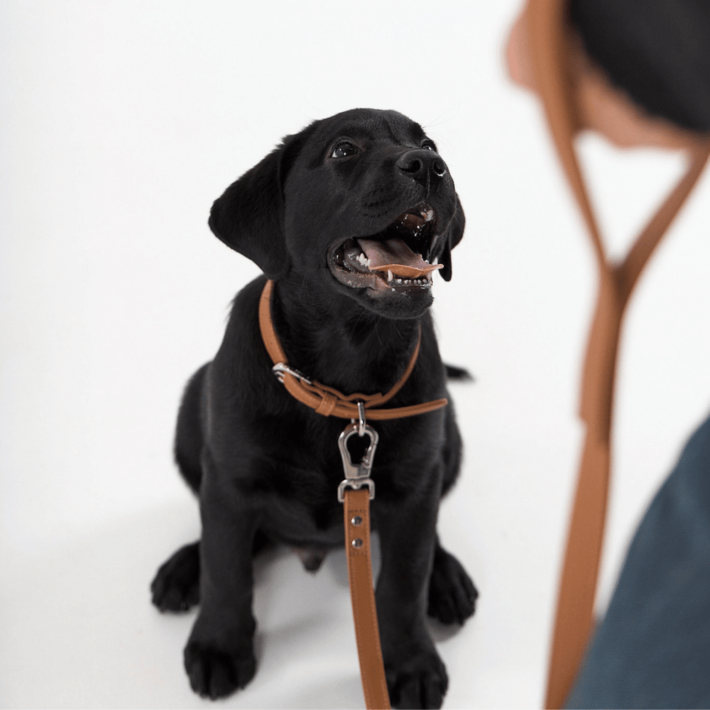 ST ARGO brown vegan leather dog leash with silver clasp