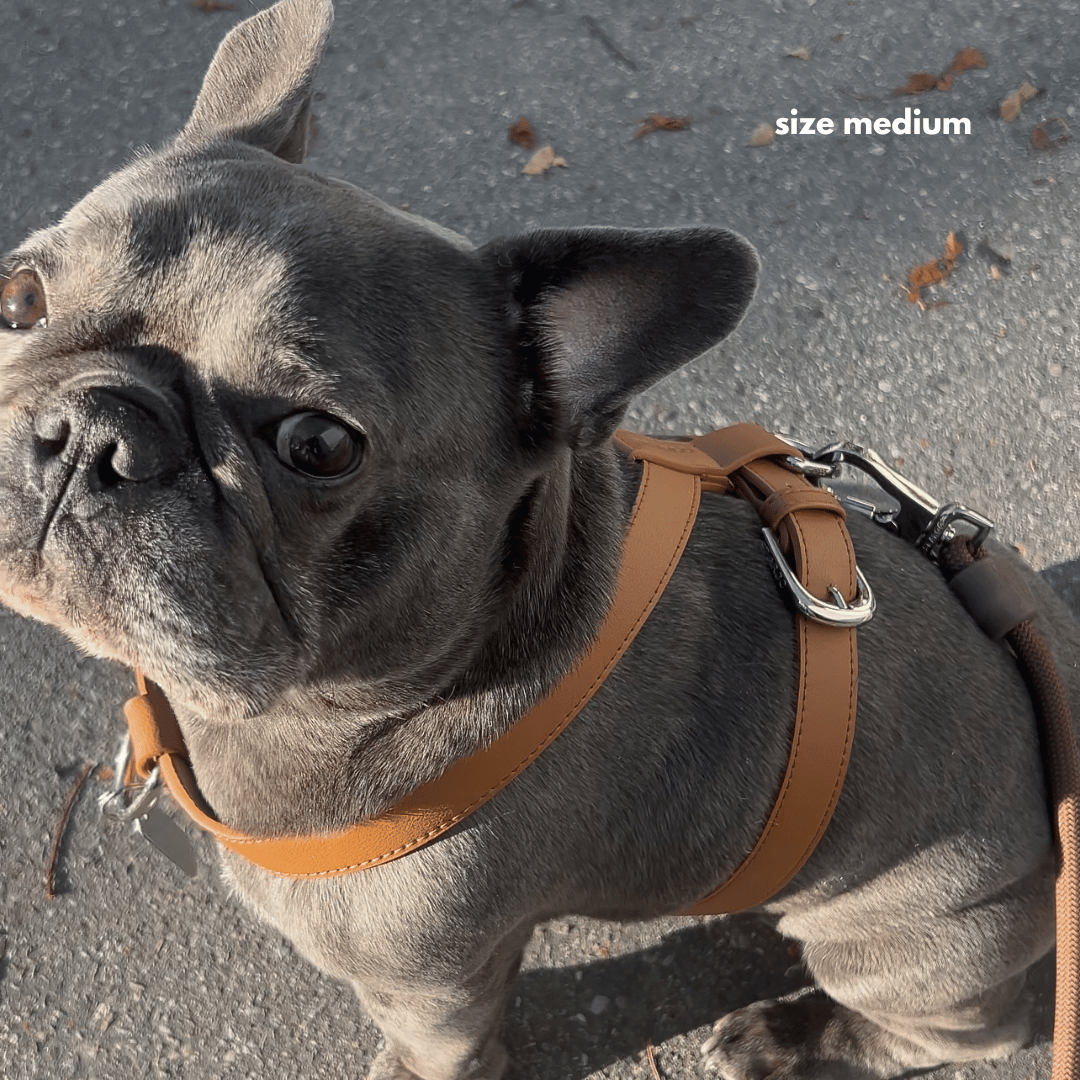 Brown Dog Harness | ST ARGO
