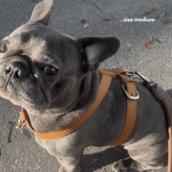 HARNESS - Brown