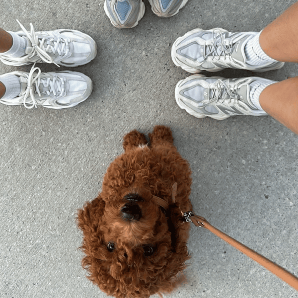 oodle wears the brown leash