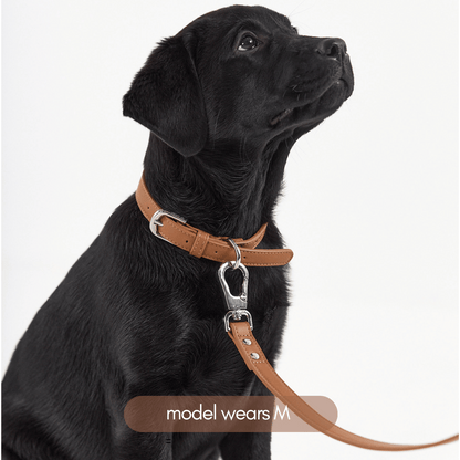 brown leather collar on black lab puppy