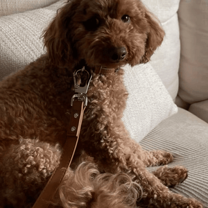 the brown leash on a toy poodle