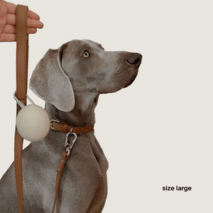 A weimaraner  in the large brown set