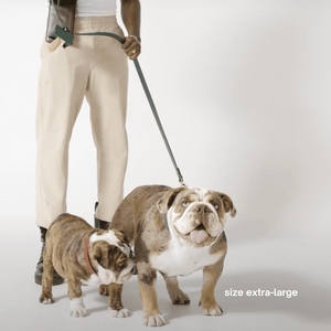 a bulldog in the XL collar walk set