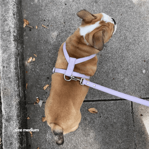 bulldog puppy in medium lilac harness