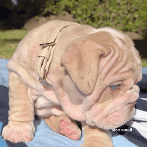 a bulldog puppy wear the size small