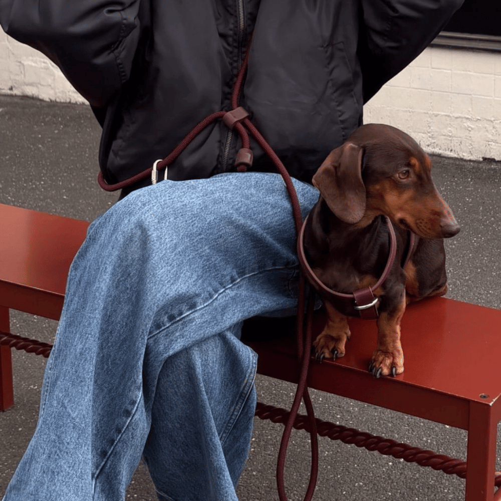 Hands Free Dog Leash in Burgundy