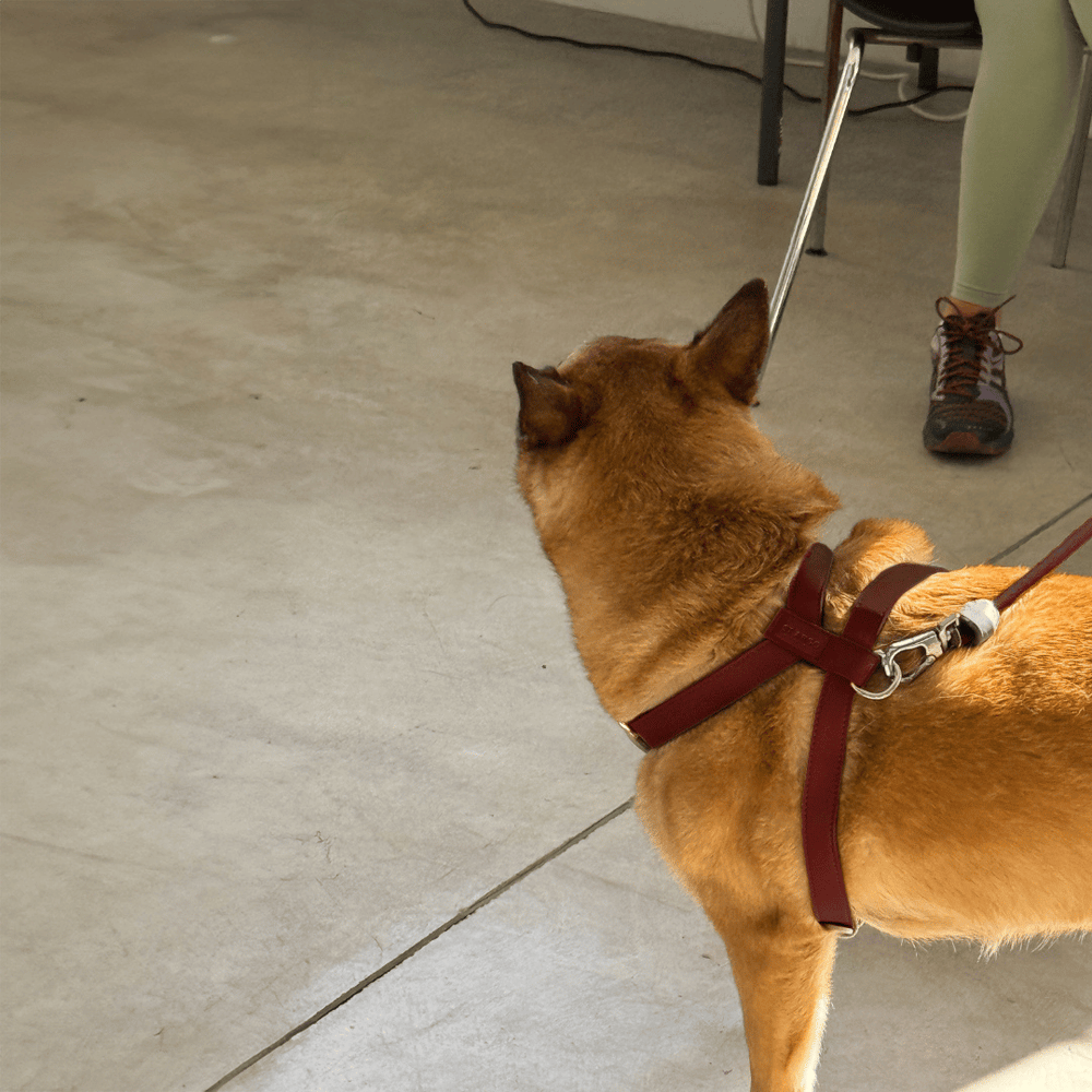 Burgundy leather dog harness on a white background