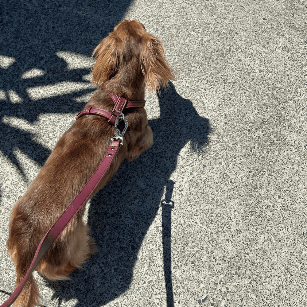 Burgundy leather dog leash with Silver clip on a white background