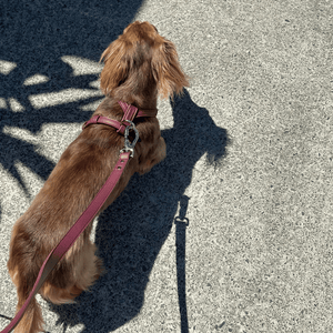 A long-haired brown dog seen from above on a textured gray pavement, wearing a dusty rose pink leather harness and matching leash with silver hardware.