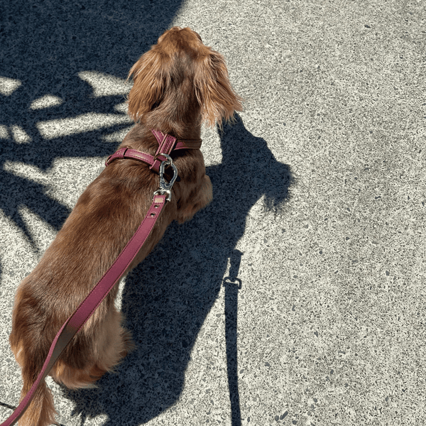 A long-haired brown dog seen from above on a textured gray pavement, wearing a dusty rose pink leather harness and matching leash with silver hardware.