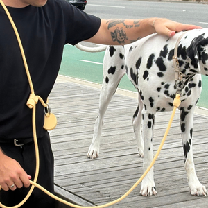 the butter yellow leash on a dalmatian