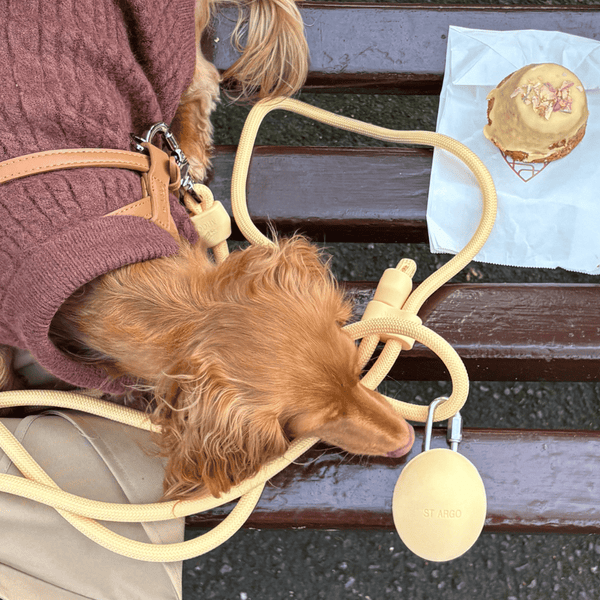 Doxie sniffs the treat pouch in butter yellow